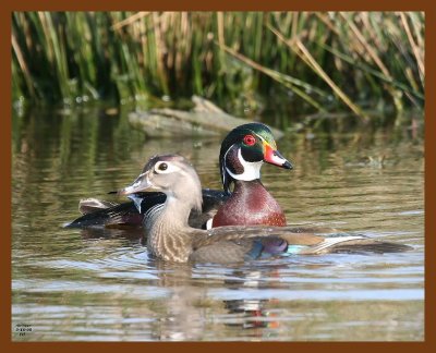wood-ducks 3-16-08 4c810b.JPG