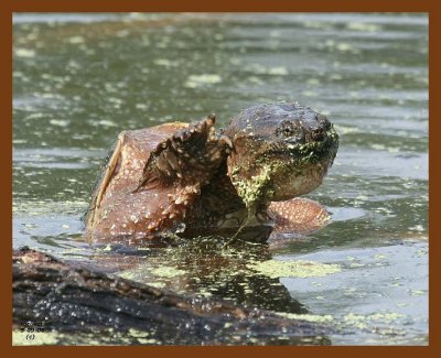 turtle-eastern snapper 5-9-08 4c423b.JPG