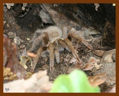 tarantula 5-6-08 4c969b.JPG