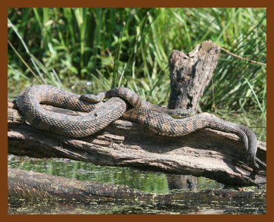 watersnakes-diamond-back 5-9-08 4c400b.JPG