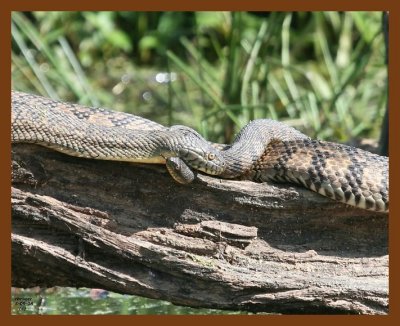 watersnakes-diamond-back 5-9-08 4c394b.JPG