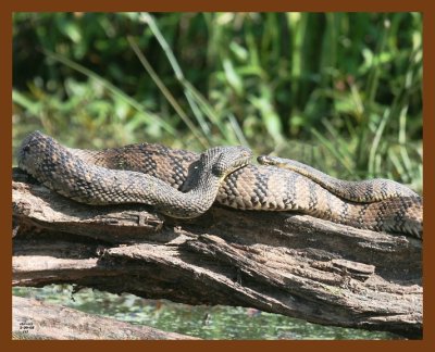 watersnakes-diamond-back 5-9-08 4c379b.JPG