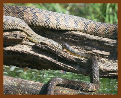 watersnakes-diamond-back 5-9-08 4c340b.JPG