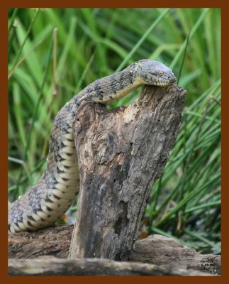 watersnake-diamond-back 5-10-08 4c713b.JPG