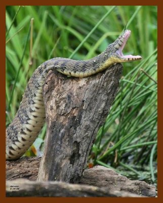 watersnake-diamond-back 5-10-08 4c696b.JPG