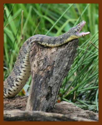 watersnake-diamond-back 5-10-08 4c694b.JPG