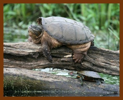 turtles-eastern snapper-slider 5-9-08 4c521b.JPG