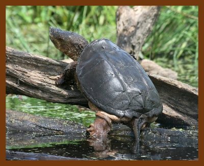 turtle-eastern snapper 5-9-08 4c504b.JPG