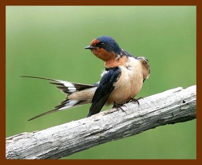 barn swallow 5-14-08 4c081b.JPG