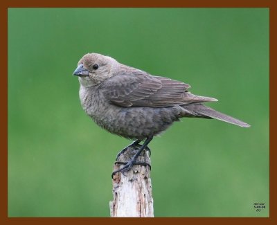 brown-headed cowbird 5-8-08 4c113b.JPG