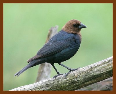 brown-headed cowbird 5-14-08 4c989b.JPG