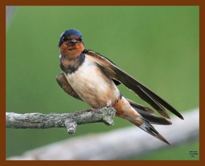 barn swallow 5-13-08 4c951b.JPG