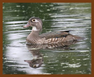 wood-duck 5-10-08 4c668b.JPG