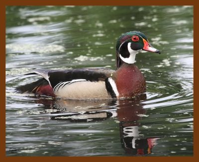 wood-duck 5-10-08 4c665b.JPG