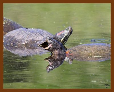 turtles-red-ear slider 5-17-08 4d481b.JPG