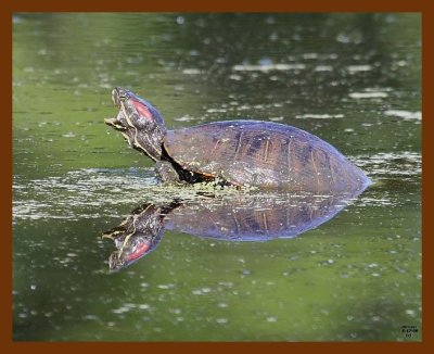 turtle-red-ear slider 5-17-08 4d362b.JPG