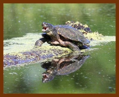 turtle-red-ear slider 5-17-08 4d365b.JPG