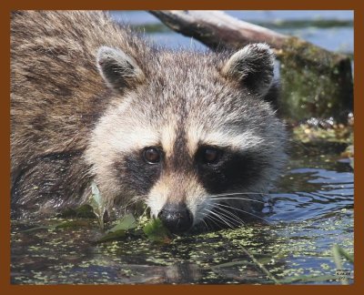 raccoon 5-16-08 4d190b.JPG