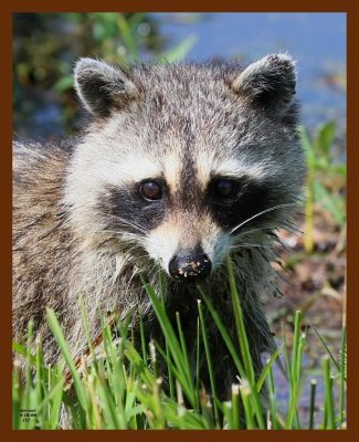raccoon 5-16-08 4d210b.JPG