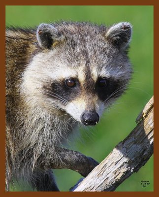 raccoon 5-18-08 4d660b.JPG
