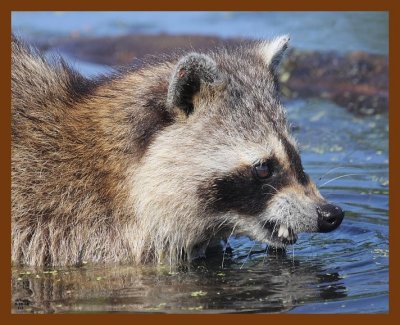 raccoon 5-18-08 4d673b.JPG