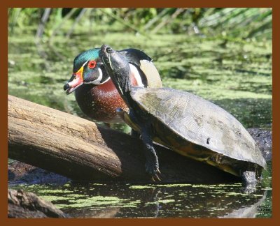 wood-duck-slider 5-19-08 4d928b.JPG