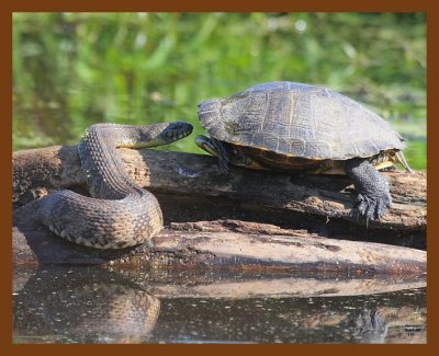 slider-watersnake-d-b 5-17-08 4d396b.JPG