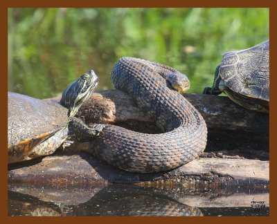 cooter-watersnake-slider 5-17-08 4d421b.JPG