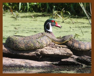 wood-duck-watersnake 5-18-08 4d728b.JPG