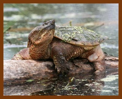 turtle-eastern snapper 5-9-08 4c466b.JPG
