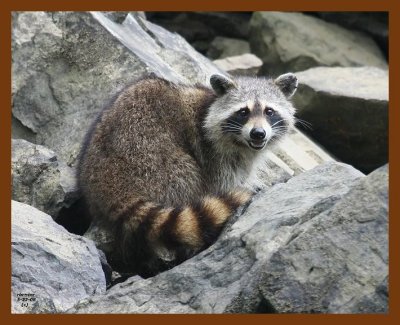 raccoon 5-22-08 4d488b.JPG