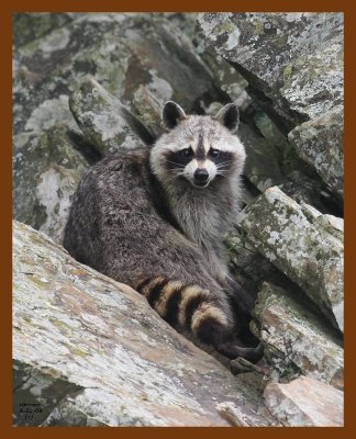 raccoon 5-22-08 4d511b.JPG