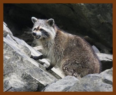 raccoon 5-22-08 4d490b.JPG