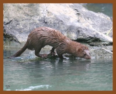 mink 5-22-08 4d527b.JPG