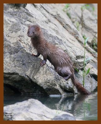 mink 5-23-08 4d946b.JPG