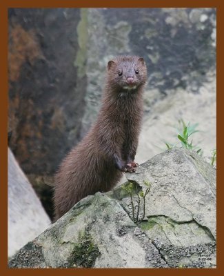 mink 5-22-08 4d532b.JPG