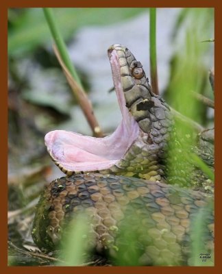 watersnake-diamond-back 5-23-08 4d926b.JPG