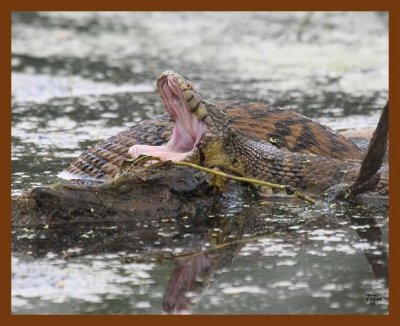 watersnake-diamond-back 5-23-08 4d746b.JPG