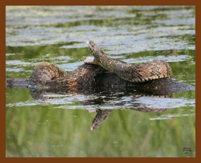 watersnake-diamond-back 5-5-08 4c710b.JPG