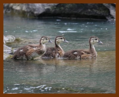 wood-ducks-young 5-24-08 4d089b.JPG