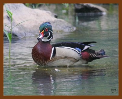 wood-duck 5-25-08 4d218b.JPG