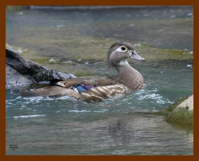 wood-duck 5-24-08 4d084b.JPG