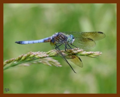 dragonfly 5-23-08 4d931b.JPG