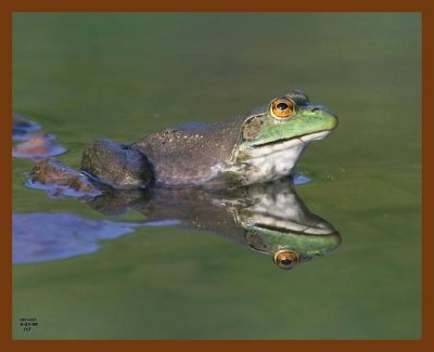 bullfrog 5-27-08 4d495b.JPG