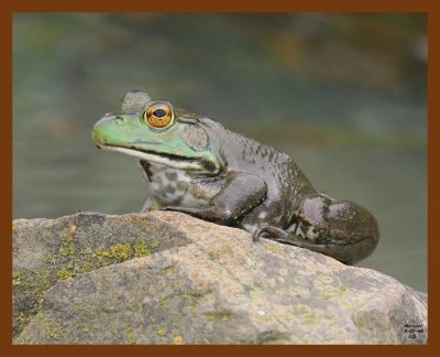 bullfrog 5-27-08 4d471b.JPG