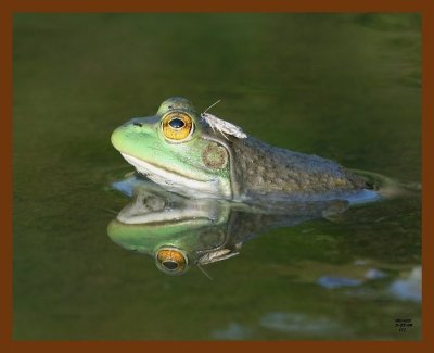 bullfrog 5-27-08 4d520b.JPG