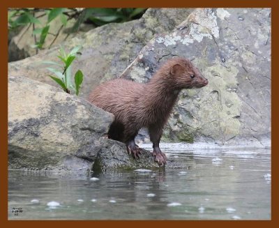 mink 5-28-08 4d677b.JPG