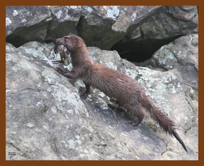 mink 5-28-08 4d741b.JPG