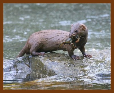 mink 5-30-08 4d085b.JPG
