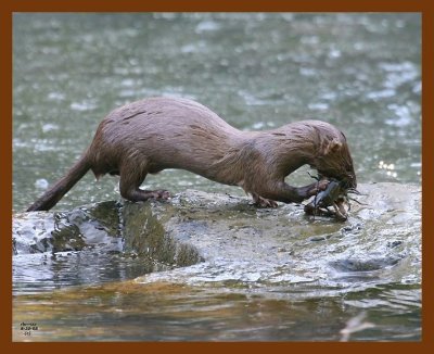 mink 5-30-08 4d081b.JPG